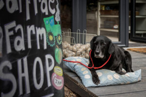 Pip the dog sitting at the front of the farm shop door